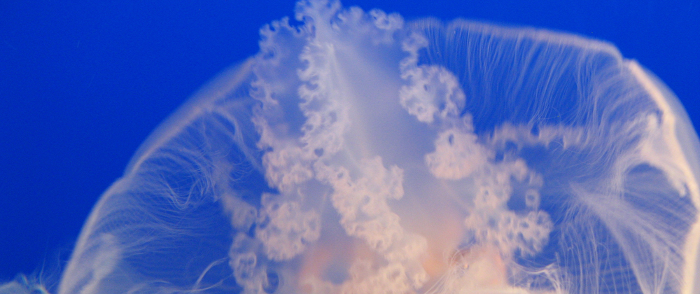 Photo of a jellyfish