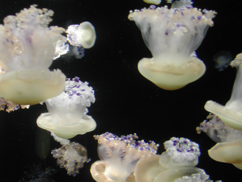 FriedEggJellies4.jpg