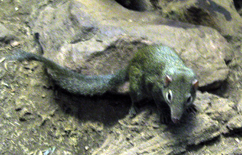 ElephantNoseShrew.jpg