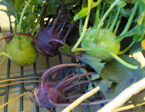 Kohlrabi.jpg