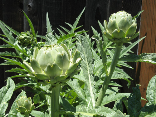 Artichokes