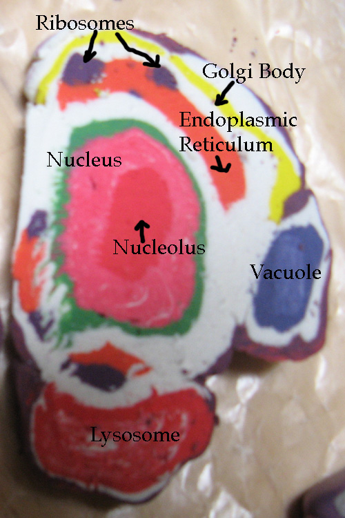 Cell3Labels