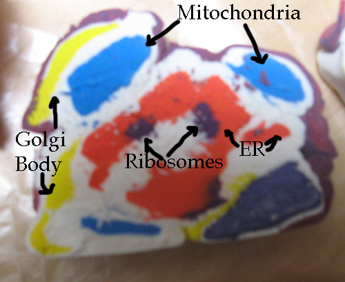 Cell6Labels