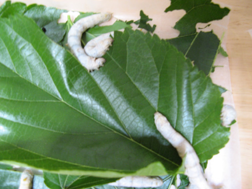 LeafySilkworms