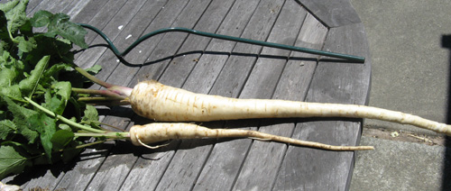 Parsnips