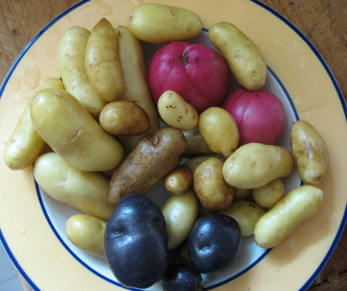 Potatoes1