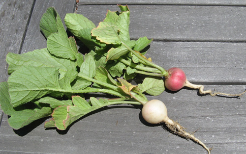 Radishes