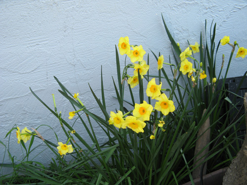 UnplantedBulbs