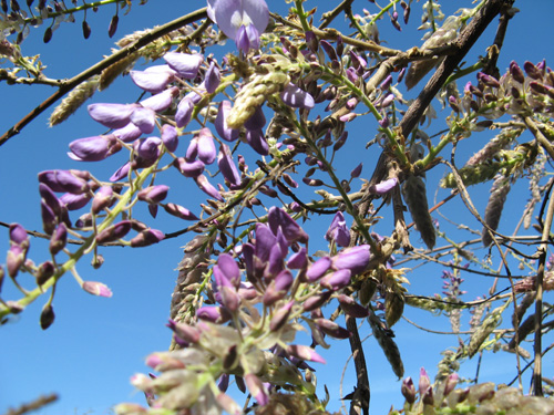 Wisteria